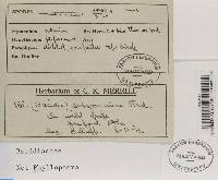 Bacidia microphyllina image