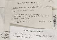 Protoblastenia rupestris image