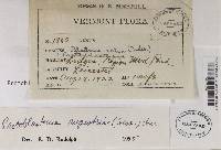 Protoblastenia rupestris image