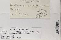 Bacidia microphyllina image