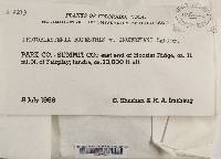 Protoblastenia rupestris image