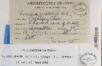 Protoblastenia rupestris image