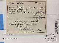 Bacidia microphyllina image