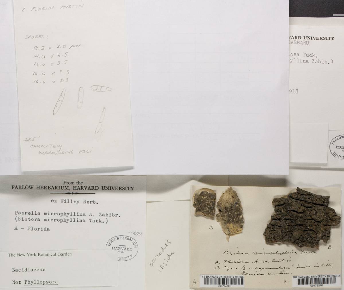 Bacidia microphyllina image