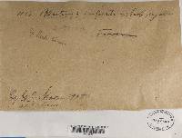 Protoblastenia rupestris image