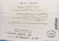 Thumbnail image of current specimen