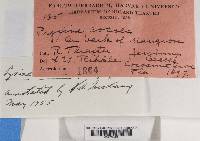 Pyxine cocoës image