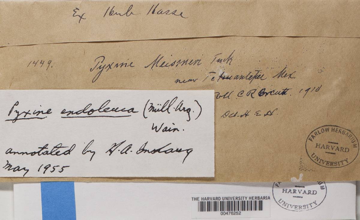 Pyxine endoleuca image