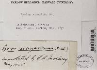 Pyxine caesiopruinosa image