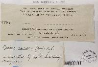 Pyxine cocoës image