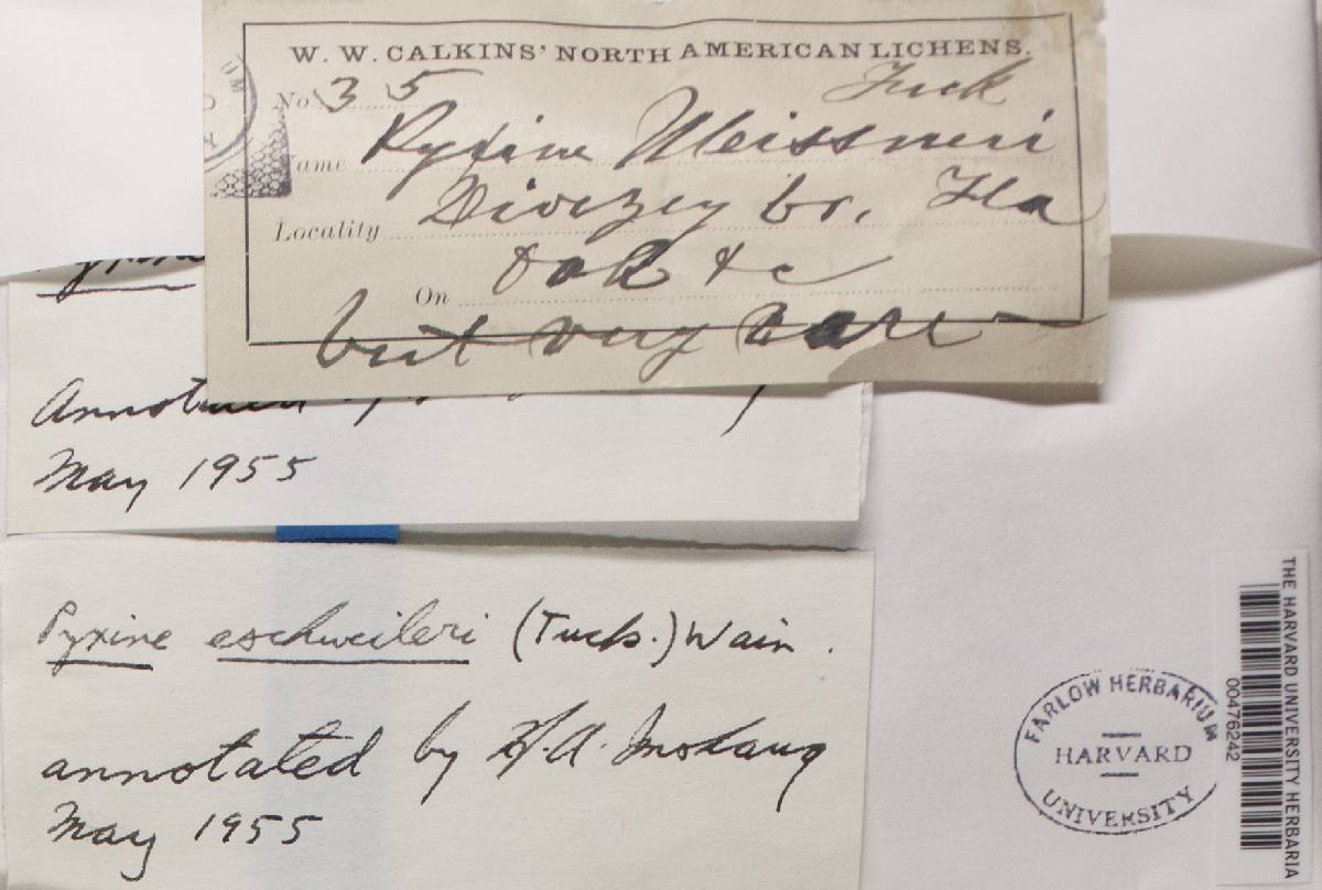 Pyxine caesiopruinosa image