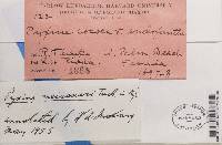 Pyxine berteriana image