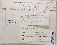 Rhizocarpon geographicum image