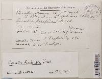 Roccella fimbriata image