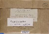 Roccella fimbriata image