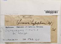 Sarcogyne similis image