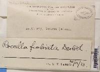 Roccella fimbriata image