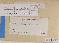 Roccella fimbriata image