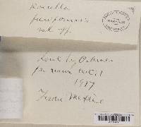 Roccella fimbriata image