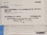 Roccella fimbriata image