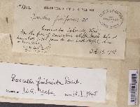 Roccella fimbriata image