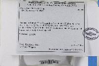 Sarcogyne similis image