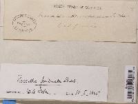 Roccella fimbriata image