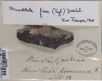 Staurothele fissa image