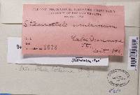 Staurothele fissa image