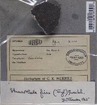 Staurothele fissa image