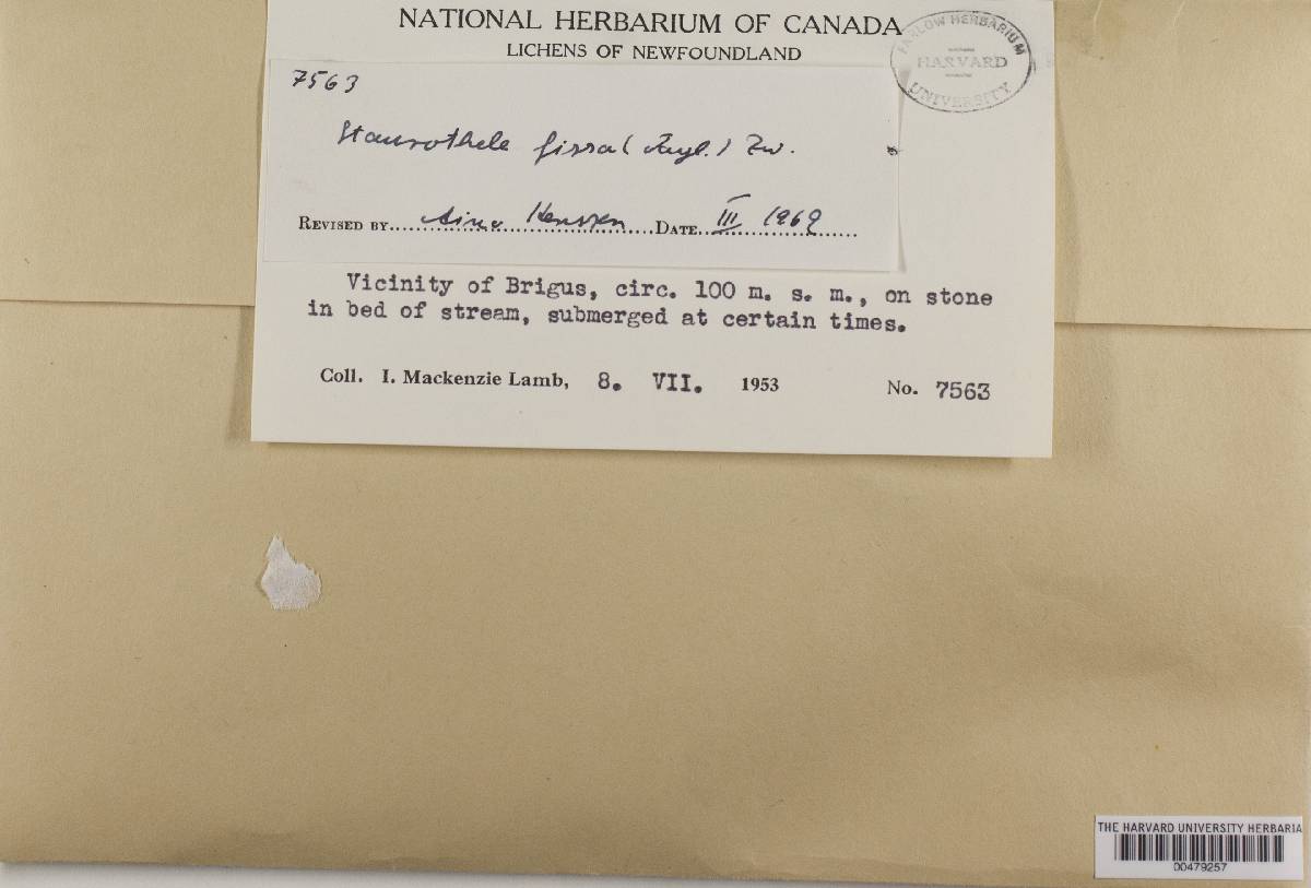 Staurothele fissa image