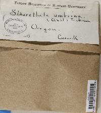 Staurothele fissa image