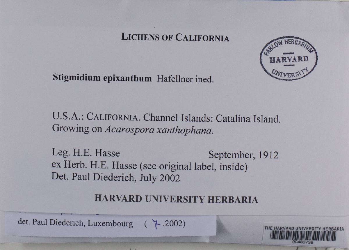 Stigmidium epixanthum image