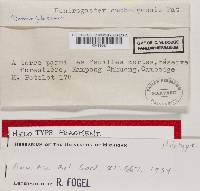 Mycoamaranthus cambodgensis image