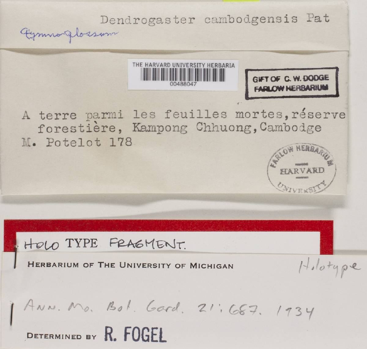 Mycoamaranthus image