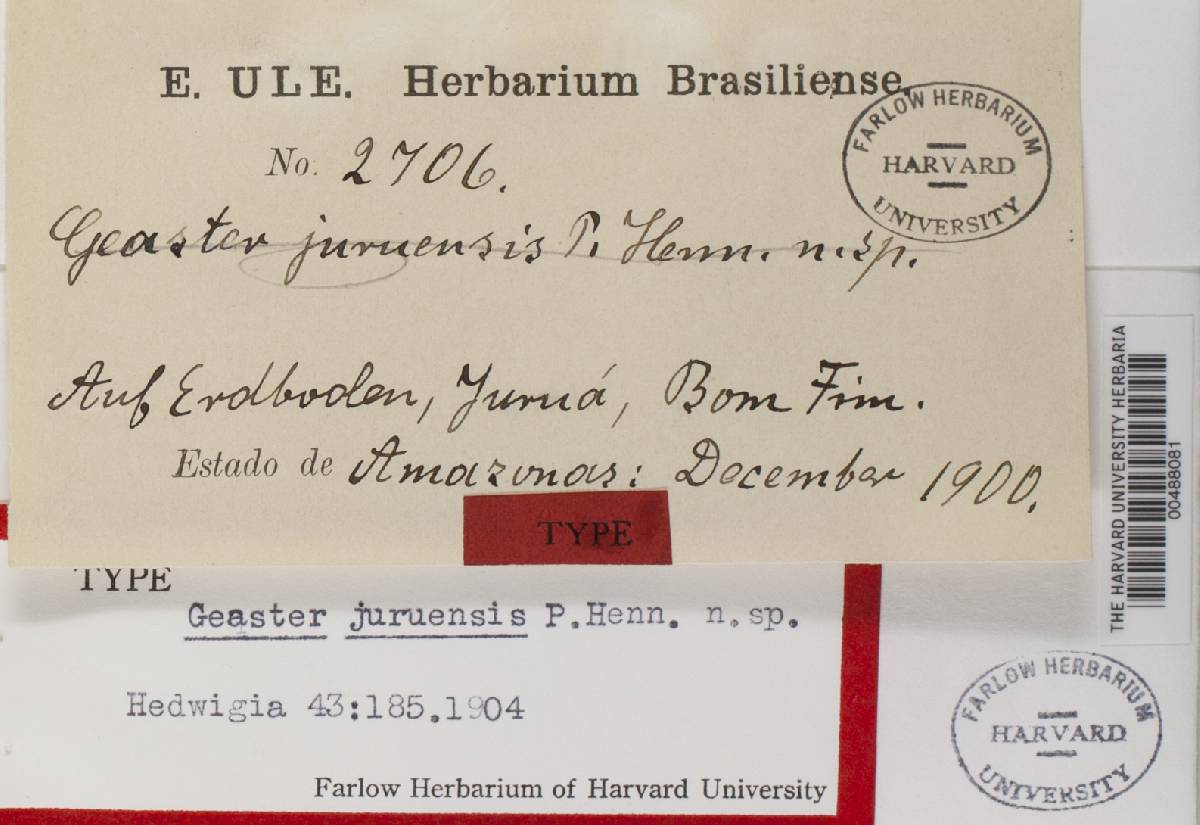 Geastrum juruense image