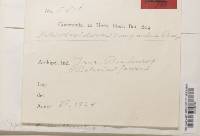 Helicobasidium compactum image