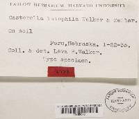 Media resource of Gasterella luteophila