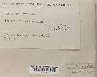 Retiboletus griseus image