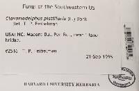 Clavariadelphus pistillaris image