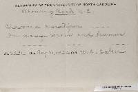 Clavulina castaneipes image