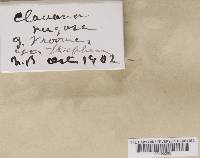 Clavulina rugosa image