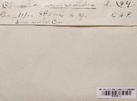 Clavulinopsis corniculata image