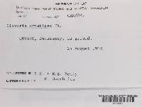 Clavulina castaneipes image