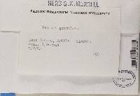 Trapeliopsis granulosa image