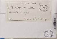 Trapeliopsis granulosa image