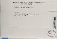 Thelotrema petractoides image