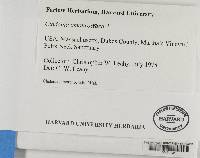 Cladonia amaurocraea image