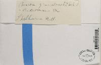 Trapeliopsis granulosa image