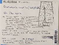 Thelotrema petractoides image